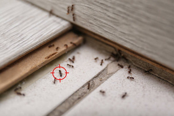 Best Best Pest Control Companies  in North Yelm, WA