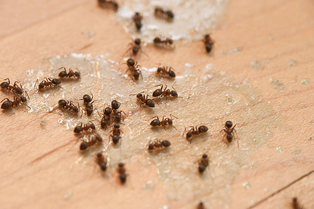 Best Residential Pest Control  in North Yelm, WA